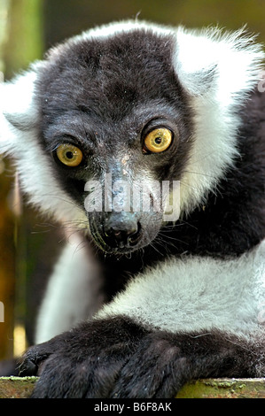 Anello-tailed lemur (Lemur catta), ritratto Foto Stock