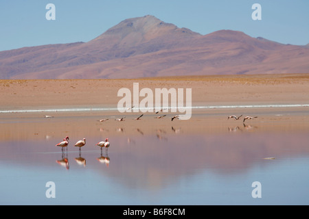 Fenicotteri nella laguna Jedionda sull'altipiano della Bolivia Foto Stock