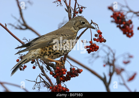 Tordo mistle (Turdus viscivorus), alimentazione di bacche, in Germania, in Renania Palatinato Foto Stock