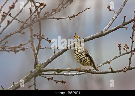 Tordo mistle (Turdus viscivorus), seduto su un ramo, cantando, in Germania, in Renania Palatinato Foto Stock