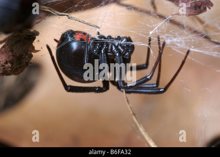 Femmina vedova nera ragno appeso a testa in giù sul suo net che mostra il rosso marchio della clessidra sul lato inferiore del suo addome. Foto Stock