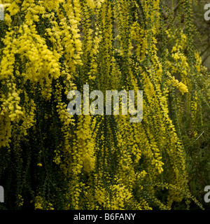 Forcina Banksia, Banksia Spinulosa, in fiore Foto Stock