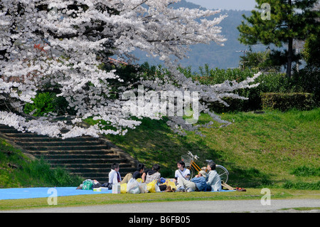 Gruppo di studenti giapponesi su un blu guaina in plastica per celebrare il Cherry Blossom Festival sotto una fioritura ciliegio su Foto Stock