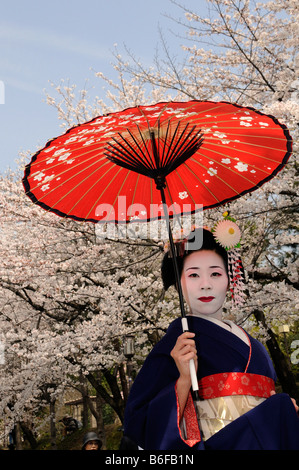 Una Maiko, un tirocinante Geisha, portante un sole rosso parasol o ombrello davanti al Cherry Tree peccato bloom, Kyoto, Giappone, Asia Foto Stock
