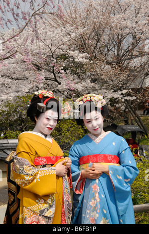 Due Maiko, tirocinante Geisha, nella parte anteriore dei ciliegi in fiore, Kyoto, Giappone, Asia Foto Stock