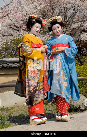 Due Maiko, tirocinante Geisha, nella parte anteriore dei ciliegi in fiore, Kyoto, Giappone, Asia Foto Stock