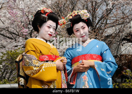 Due Maiko, tirocinante Geisha, nella parte anteriore dei ciliegi in fiore, Kyoto, Giappone, Asia Foto Stock