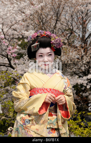 Una Maiko, un tirocinante Geisha, nella parte anteriore dei ciliegi in fiore, Kyoto, Giappone, Asia Foto Stock