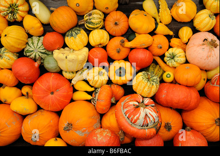 Varie Zucca (Cucurbita) Foto Stock