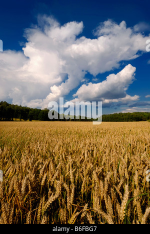 Campo di grano con grande nube di cumulo, Svezia, Scandinavia, Europa Foto Stock