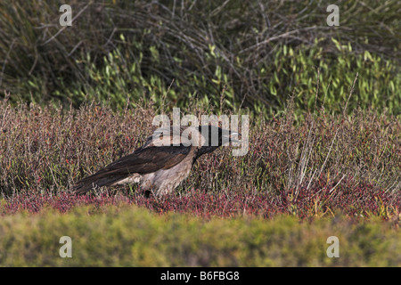 Cornacchia mantellata (Corvus corone cornix), sorge e chiamate, Grecia LESBO Foto Stock