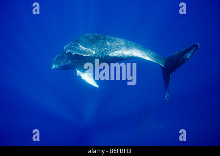 Stati Uniti Hawaii Big Island vista subacquea di Humpback Whale Megaptera novaengliae rolling capovolto in Oceano Pacifico Foto Stock