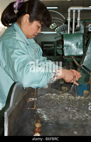 Donna alla fabbrica di seta tenendo a partire fili di seta da otto bozzoli di bachi da seta in acqua calda a girare in un filo continuo Foto Stock