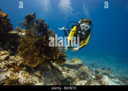 Ragazza scuba diving dietro una gorgonia, mare frusta o mare fan (Gorgonacea), Indonesia, sud-est asiatico Foto Stock