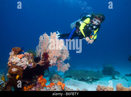 Ragazza scuba diving dietro una gorgonia, mare frusta o mare fan (Gorgonacea), Indonesia, sud-est asiatico Foto Stock