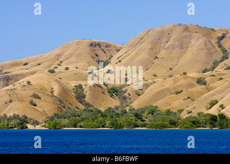 Il paesaggio costiero ricoperti di mangrovie, Parco Nazionale di Komodo, Sito Patrimonio Mondiale dell'UNESCO, Komodo, Indonesia, sud-est asiatico Foto Stock