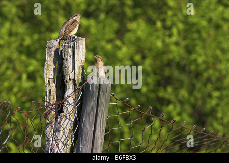 Northern spasmodico (Jynx torquilla), su un ramoscello, Europa Foto Stock