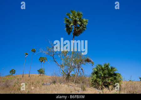 Asian Palmyra Palm o Toddy Palm o Sugar Palm (Borassus flabellifer), Komodo Parco Nazionale, Komodo, Indonesia, sud-est asiatico Foto Stock