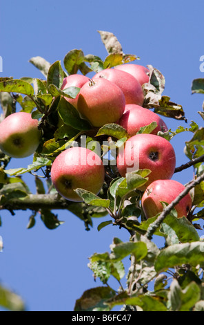 Mature mele rosse appeso ad un albero di mele, Hesse, Germania, Europa Foto Stock