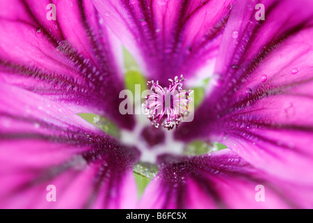 Fiori di un comune (Malva Malva Sylvestris), close-up Foto Stock