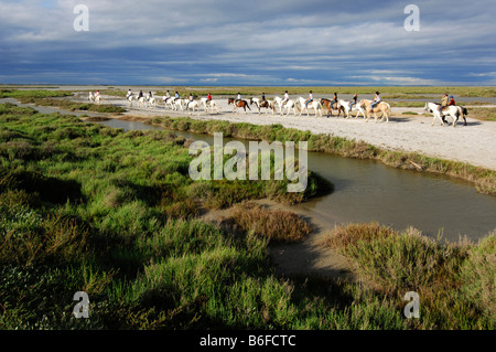 Cavalli e Cavalieri vicino a Saintes Maries de la Mer, la Camargue, la Provenza, Francia, Europa Foto Stock