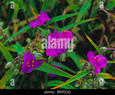 Close up foto di Tradescantia cupola viola Foto Stock