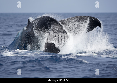 Stati Uniti Hawaii Big Island Humpback Whale Megaptera novaengliae tail slapping nell Oceano Pacifico lungo la costa di Kona Foto Stock