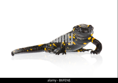 Firesalamander salamandra pezzata stare in piedi ritratto Salamandra salamandra alpine CLOSEUP CLOSE UP MAKRO MACRO MICRO MIKRO Foto Stock