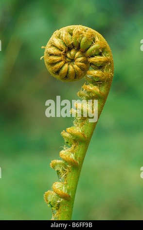 Ama uma u fern fiddlehead Sadleria cyatheoides endemica di Hawaii Foto Stock