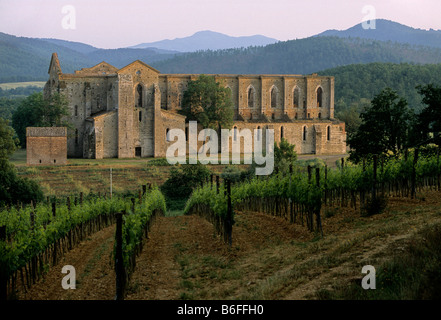 Rovine della Basilica abbaziale, Abbazia Cistercense di San Galgano nei pressi di Chiusdino, provincia di Siena, Toscana, Italia, Europa Foto Stock