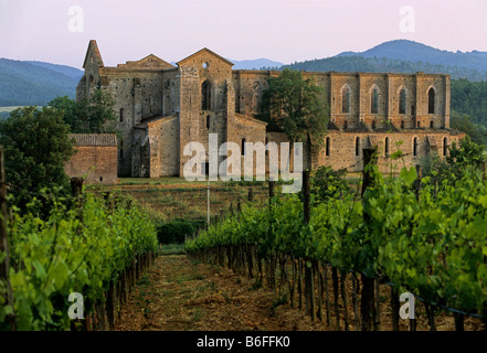 La rovina della Basilica Abteibasilika, Abbazia di San Galgano abbazia cisterician vicino a Chiusdino, in provincia di Siena, Toscana, Italia, UE Foto Stock