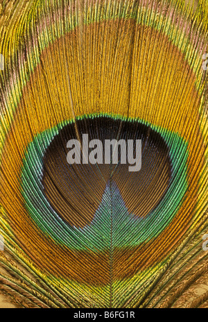 Peacock feather chiudere occhio fino Foto Stock