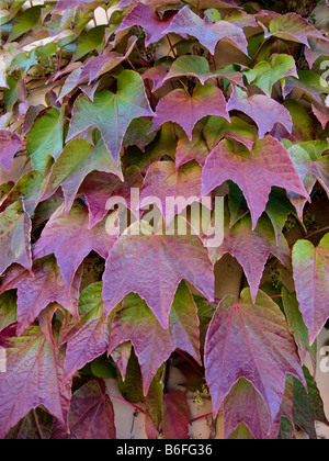 Boston Ivy crescente sulla parete Foto Stock
