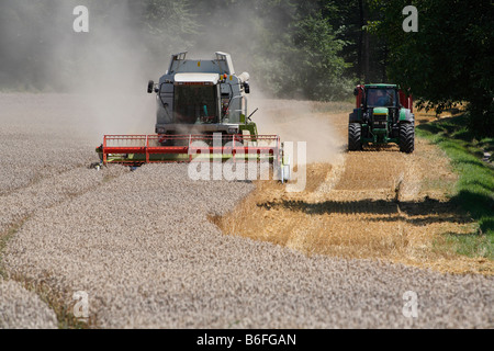Mietitrice combinato al lavoro su un campo di grano, Salem, Baden-Wuerttemberg, Germania, Europa Foto Stock