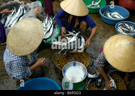 Mercato le donne indossano conformata a cono cappelli di vendita del pesce al mercato del pesce, Hoi An, Vietnam, sud-est asiatico Foto Stock