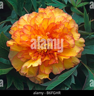 Close up ritratto di Paeonia Souvenir de Maxime Cornu Foto Stock