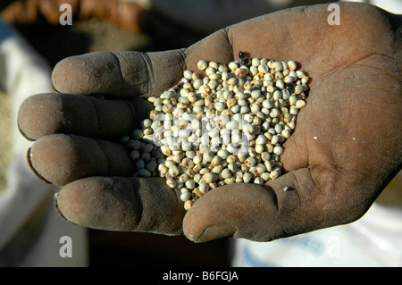 La fame, la granella nel palmo di una mano, sbarcare mercato, Etiopia, Africa Foto Stock