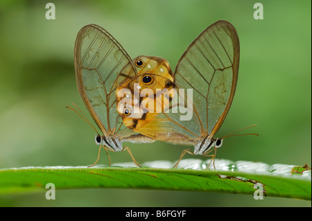 Glasswing Butterfly, accoppiamento, Ecuador, Sud America Foto Stock