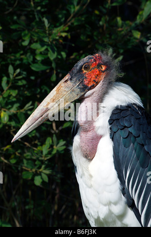 Marabou Stork (Leptoptilos crumeniferus) Foto Stock