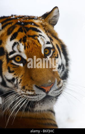 Giovani ritratto tiger zoo di Novosibirsk Foto Stock