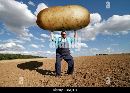 L'agricoltore che detiene una grande patata, alimenti geneticamente modificati Foto Stock