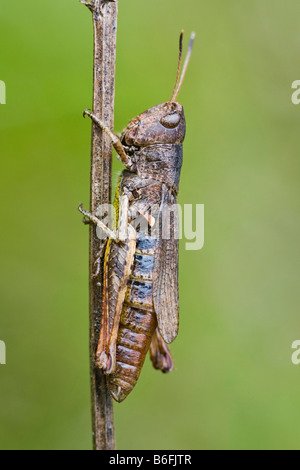 Rufous Grasshopper (Gomphocerippus rufus) Foto Stock