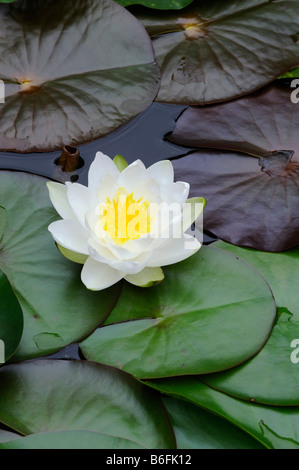 Europeo di ninfea bianca, White Lotus o Nenuphar (Nymphaea alba) Foto Stock