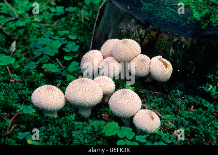 Gem-Puffball chiodati o Devil's Snuff-box (Lycoperdon perlatum), mushrrom Foto Stock