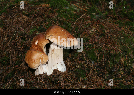 Funghi porcini, Cep (Boletus edulis), testa a fungo Foto Stock