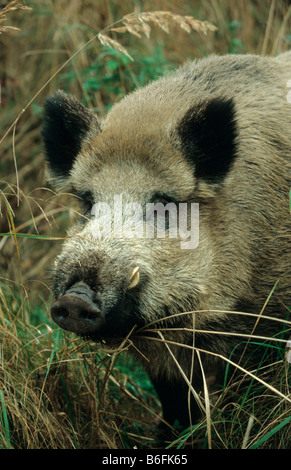 Il cinghiale (Sus scrofa), ritratto Foto Stock