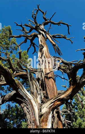 1000-anno-vecchio Western ginepro (Juniperus occidentalis var. Occidentalis), antico sentiero di ginepro, Badlands area selvaggia, Oreg Foto Stock