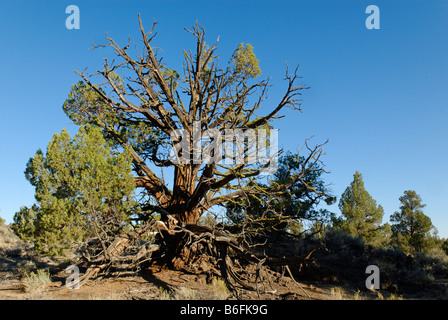 1000 anno vecchio albero di ginepro, Western ginepro (Juniperus occidentalis var. occidentalis), antico sentiero di ginepro, Wildern Badlands Foto Stock