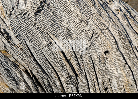 Meteo-picchiato legno, Ponderosa Pine (Pinus ponderosa), Oregon, Stati Uniti d'America Foto Stock