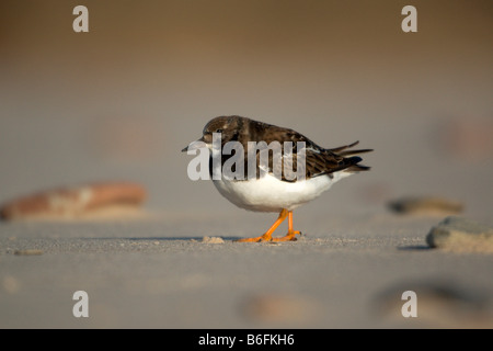 Voltapietre (Arenaria interpres) sulla spiaggia del Nord, Isola di Helgoland, Schleswig-Holstein, Germania, Europa Foto Stock